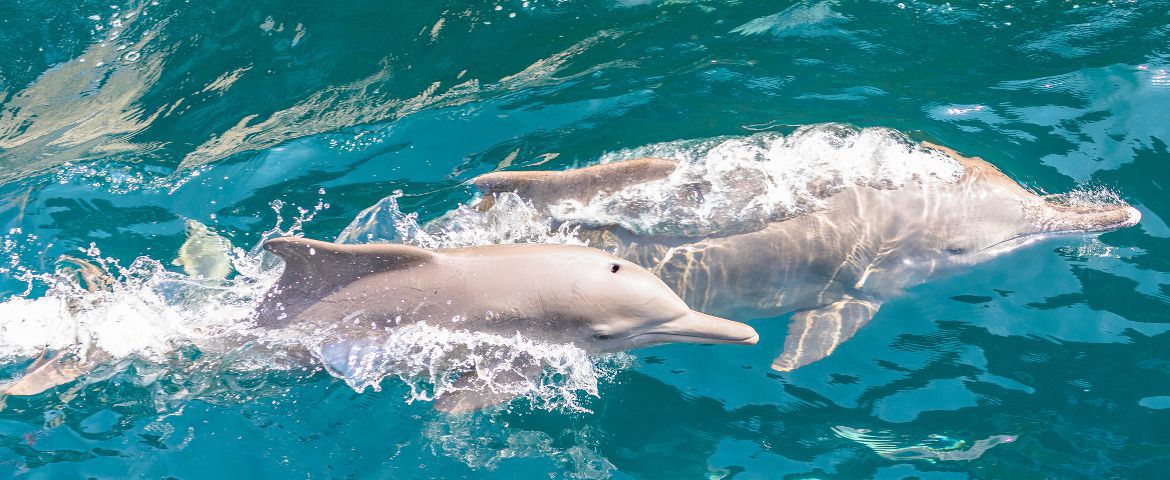 Cruzeiro Dhow e observação de golfinhos no fiorde Khor Sham