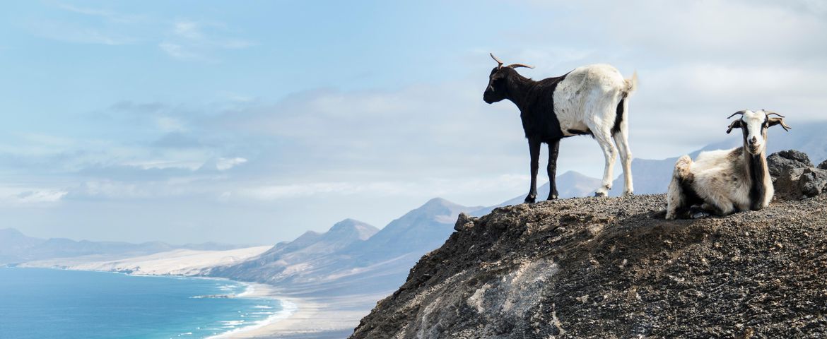 Fuerteventura Essencial de Grutas Selvagens a Dunas Douradas